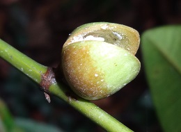 Nodule on the stem of Calophyllum teysmannii photo